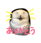 可愛い動物達シリーズ（個別スタンプ：5）
