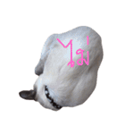 Se-ma（個別スタンプ：11）