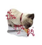 Se-ma（個別スタンプ：19）