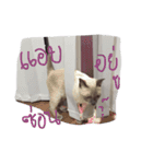 Se-ma（個別スタンプ：20）