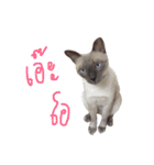 Se-ma（個別スタンプ：40）