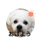 モコモコスタンプ（個別スタンプ：8）