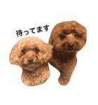 うちの犬たちだよ（個別スタンプ：1）