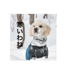 うちの犬たちだよ（個別スタンプ：3）