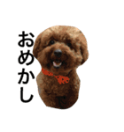 うちの犬たちだよ（個別スタンプ：5）