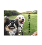 うちの犬たちだよ（個別スタンプ：6）
