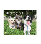 うちの犬たちだよ（個別スタンプ：7）