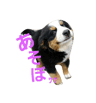 可愛いバーニーズ＆ゴールデン（個別スタンプ：1）