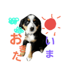 可愛いバーニーズ＆ゴールデン（個別スタンプ：5）