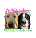 可愛いバーニーズ＆ゴールデン（個別スタンプ：11）