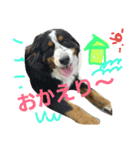 可愛いバーニーズ＆ゴールデン（個別スタンプ：12）