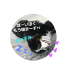 可愛いバーニーズ＆ゴールデン（個別スタンプ：13）