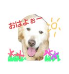 可愛いバーニーズ＆ゴールデン（個別スタンプ：16）
