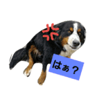 可愛いバーニーズ＆ゴールデン（個別スタンプ：21）