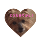 よーきー（個別スタンプ：1）