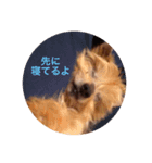 よーきー（個別スタンプ：3）