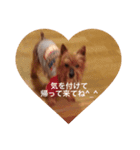 よーきー（個別スタンプ：5）