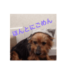 よーきー（個別スタンプ：7）