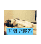 寝てる猫のスタンプ（個別スタンプ：1）
