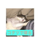 寝てる猫のスタンプ（個別スタンプ：2）