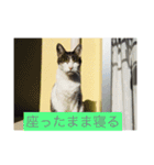 寝てる猫のスタンプ（個別スタンプ：3）