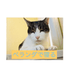 寝てる猫のスタンプ（個別スタンプ：4）