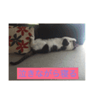 寝てる猫のスタンプ（個別スタンプ：5）