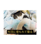 寝てる猫のスタンプ（個別スタンプ：6）
