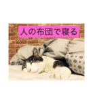寝てる猫のスタンプ（個別スタンプ：7）