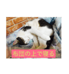 寝てる猫のスタンプ（個別スタンプ：8）