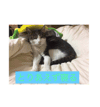 寝てる猫のスタンプ（個別スタンプ：9）