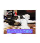 寝てる猫のスタンプ（個別スタンプ：10）