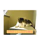 寝てる猫のスタンプ（個別スタンプ：11）
