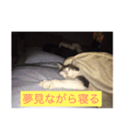 寝てる猫のスタンプ（個別スタンプ：14）