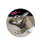 うさぎのももちゃん その②（個別スタンプ：4）