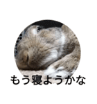 うさぎのももちゃん その②（個別スタンプ：5）