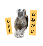 うさぎのももちゃん その②（個別スタンプ：10）