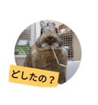 うさぎのももちゃん その②（個別スタンプ：11）
