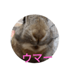 うさぎのももちゃん その②（個別スタンプ：12）