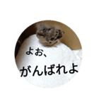 うさぎのももちゃん その②（個別スタンプ：16）