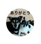 ピース ＆ さくら（個別スタンプ：1）