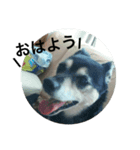 ピース ＆ さくら（個別スタンプ：5）