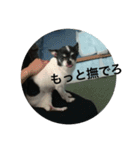 ピース ＆ さくら（個別スタンプ：12）