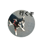 ピース ＆ さくら（個別スタンプ：15）