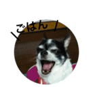 ピース ＆ さくら（個別スタンプ：16）