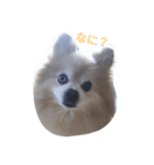 クゥクゥいるいる（個別スタンプ：1）