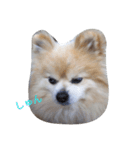 クゥクゥいるいる（個別スタンプ：2）