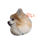 クゥクゥいるいる（個別スタンプ：3）