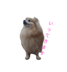 クゥクゥいるいる（個別スタンプ：6）