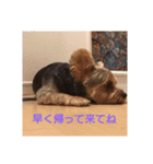 コジ コタ アピ（個別スタンプ：1）
